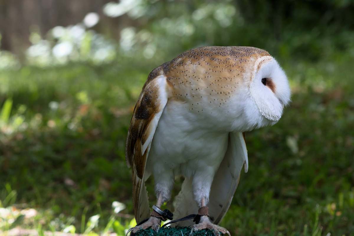 barn owl focus photo of brown and white owl owl